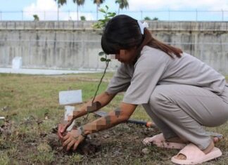 Reforestan CEDES Matamoros con plantación de árboles frutales