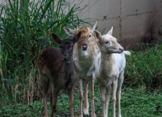 Anuncian nuevo parque temático tipo safari