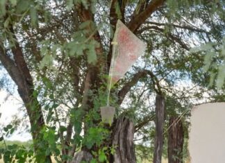 Realizan prevención y monitoreo contra el gusano barrenador