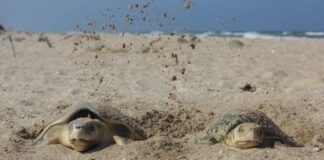 Nuevo récord en liberación de crías de tortuga lora desovaron más de 314 mil huevos
