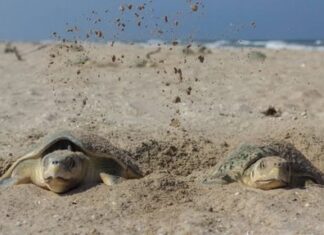 Nuevo récord en liberación de crías de tortuga lora desovaron más de 314 mil huevos