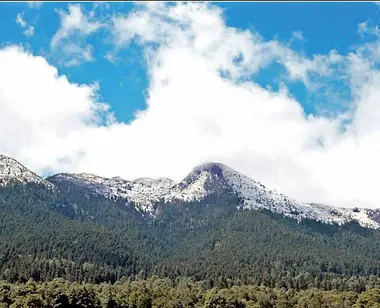 Criminales asedian al Gran Bosque de Agua; tala ilegal arrasó con 40% de su cobertura