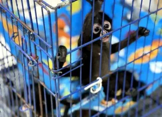 Tráfico de animales exóticos en México: negocio ilegal… y fructífero