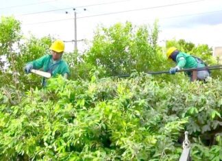 Exhortan a población mantener despejadas áreas de cableado eléctrico