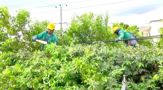 Exhortan a población mantener despejadas áreas de cableado eléctrico