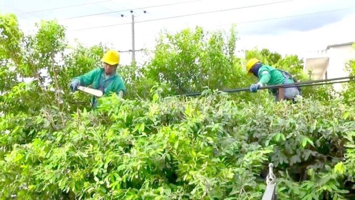 Exhortan a población mantener despejadas áreas de cableado eléctrico