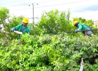 Para evitar perjuicios en las redes eléctricas recomiendan tenerlas despejadas