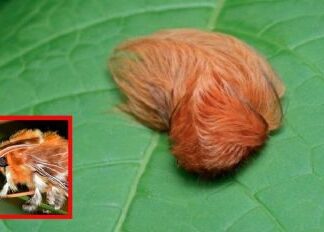 Alertan por aparición de la peligrosa oruga peluche en Jalisco