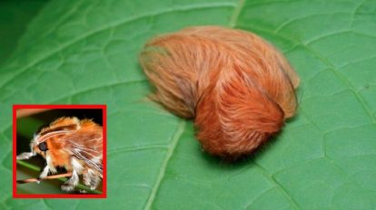 Alertan por aparición de la peligrosa oruga peluche en Jalisco