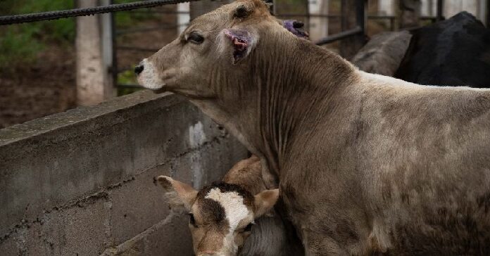 Se presenta nuevo caso de gusano barrenador en Nuevo León