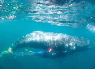 Peligra biodiversidad: Redes fantasma, sentencia de muerte para ballenas