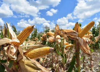 Trabajan en la conservación de la ruta migratoria de la mariposa monarca