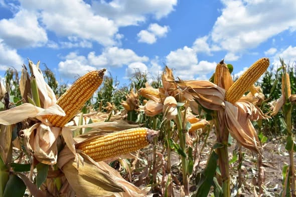 582931545_1304985001643653_2138455320447554761_n