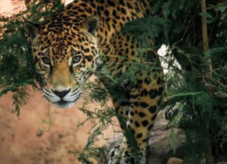 Aseguran proteger a los jaguares ante amenazas