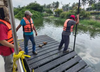 Instalan asoleaderos para cocodrilos en la Laguna del Carpintero