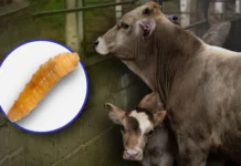 Propagación del gusano barrenador: Centroamérica, México y EU refuerzan la acción regional