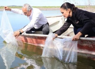 Promueven repoblamiento pesquero con la liberación de 8 mil alevines