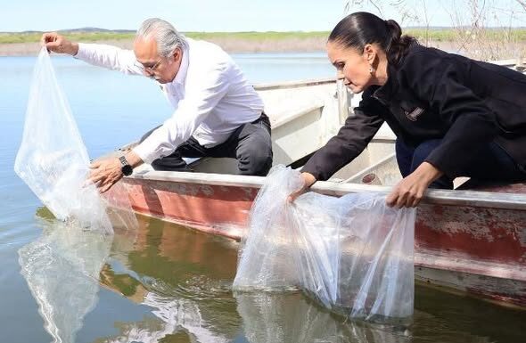 Promueven repoblamiento pesquero con la liberación de 8 mil alevines