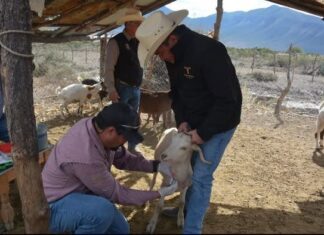 Protegen la producción caprina con barrido sanitario en el altiplano tamaulipeco