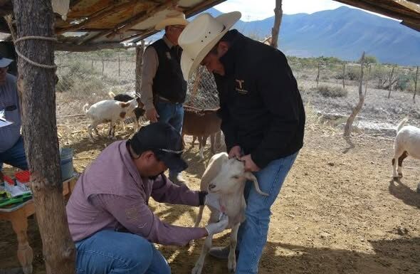 Protegen la producción caprina con barrido sanitario en el altiplano tamaulipeco