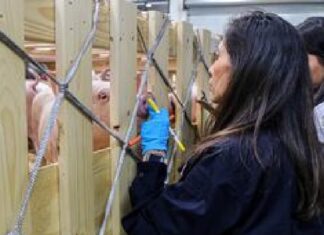 Agricultura suspende la importación de productos de cerdo ante peste porcina africana