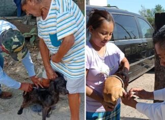 Realizará SST e IMSS Bienestar campaña masiva de vacunación antirrábica