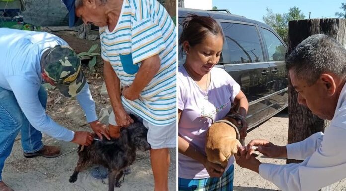 Realizará SST e IMSS Bienestar campaña masiva de vacunación antirrábica