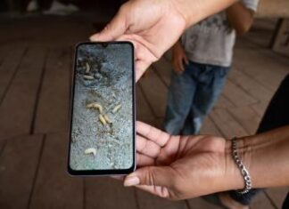 Detectan en Guerrero posible caso de gusano barrenador en humano