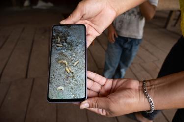 Detectan en Guerrero posible caso de gusano barrenador en humano