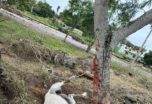 Aplican en Madero 25 sanciones por maltrato animal en 2025 y 2026