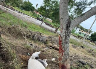 Aplican en Madero 25 sanciones por maltrato animal en 2025 y 2026