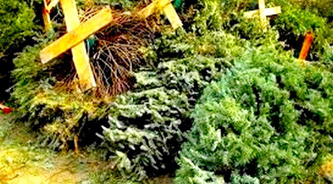 Invitan a ciudadanos llevar arbolitos de Navidad a centros de acopio