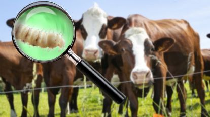 Alerta en Altamira: el plan estratégico para frenar al gusano barrenador en Tamaulipas