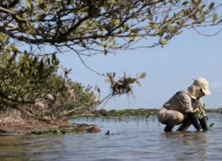Reforestan litoral para cuidar comunidades y biodiversidad