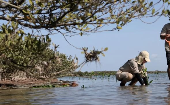 Reforestan litoral para cuidar comunidades y biodiversidad