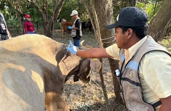 Altamira y Llera, declarados libres de gusano barrenador del ganado