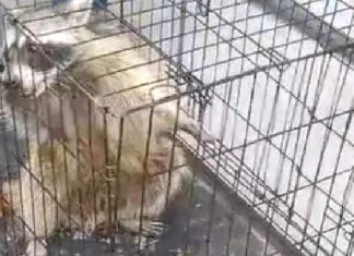 Rescatan a mapachito sano y salvo