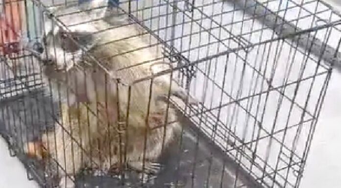 Rescatan a mapachito sano y salvo