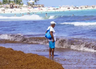 Pescadores pierden toneladas de langosta por llegada anticipada de sargazo a QR