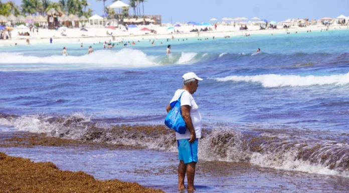 Pescadores pierden toneladas de langosta por llegada anticipada de sargazo a QR