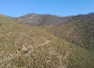 Sofocan voraz incendio forestal “Puerto del Volcán”, en Miquihuana