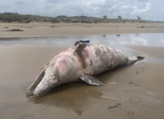 Encuentran segundo delfín muerto en playas de Veracruz en zona de derrame de hidrocarburo