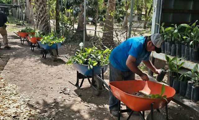 Nuevo Laredo avanza hacia un entorno más verde y sustentable
