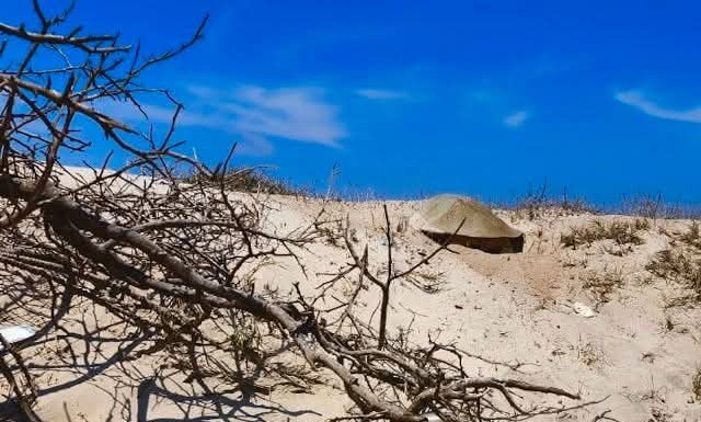 Intensifica monitoreo y resguardo de nidos de tortuga lora