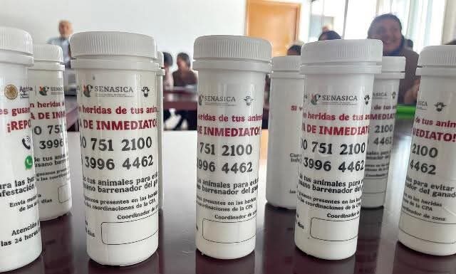 Fortalecen acciones de prevención y control del gusano barrenador