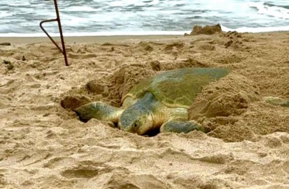 Registra más de 207 mil huevos de tortuga lora en temporada 2026 en Tamaulipas