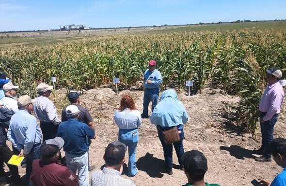 Promueven uso de residuos orgánicos para fortalecer la productividad agrícola