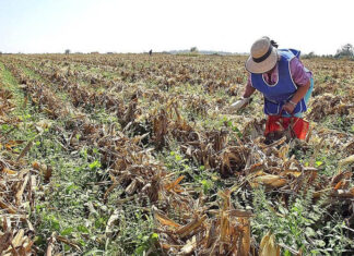 Sequía castiga a campesinos y los empuja a la ganadería