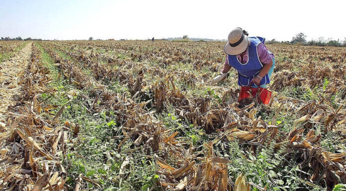 Sequía castiga a campesinos y los empuja a la ganadería
