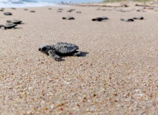 Inician liberaciones de crías de tortuga lora a la temporada 2026